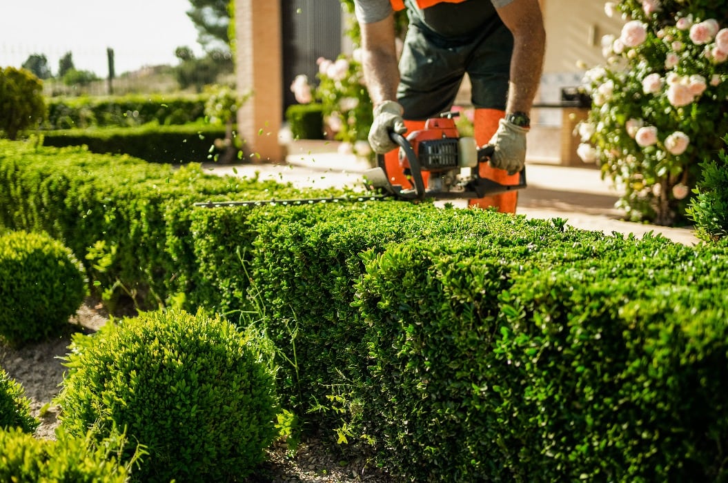 Home and garden concept. Hedge trimmer in action. Shrub trimming work.